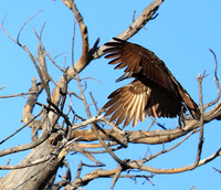 Kafue National Park
