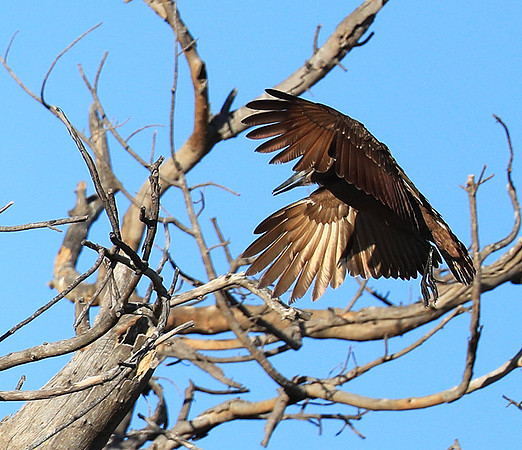 Kafue National Park