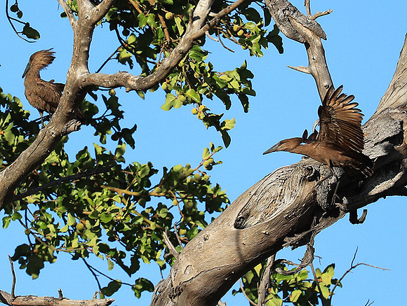 Kafue National Park
