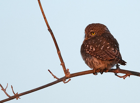 Pearl spotted owlet - Hwange NP