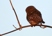 Pearl spotted owlet - Hwange NP