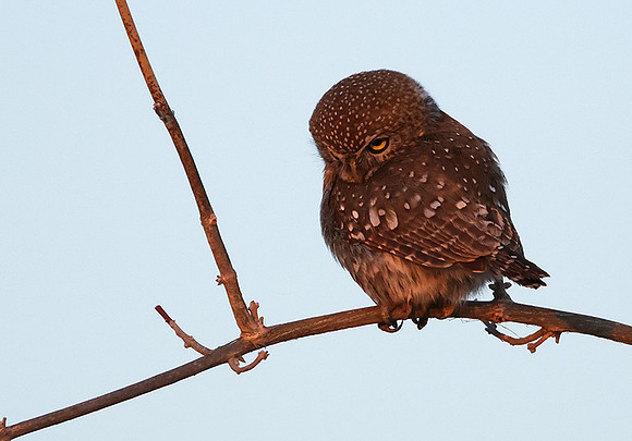 Pearl spotted owlet - Hwange NP