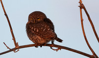 Pearl spotted owlet - Hwange NP