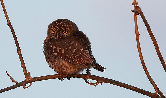 Pearl spotted owlet - Hwange NP