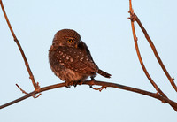 Pearl spotted owlet - Hwange NP