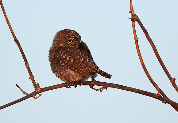 Pearl spotted owlet - Hwange NP
