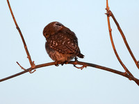 Pearl spotted owlet - Hwange NP