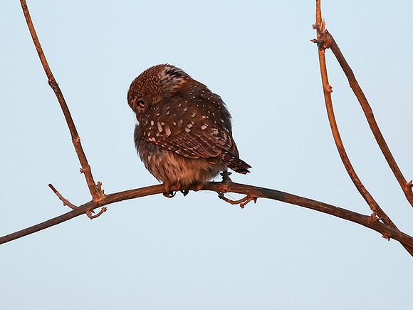 Pearl spotted owlet - Hwange NP