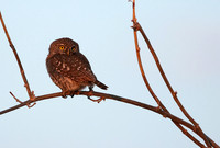 Pearl spotted owlet - Hwange NP