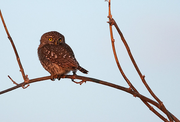 Pearl spotted owlet - Hwange NP