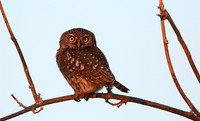 Pearl spotted owlet - Hwange NP