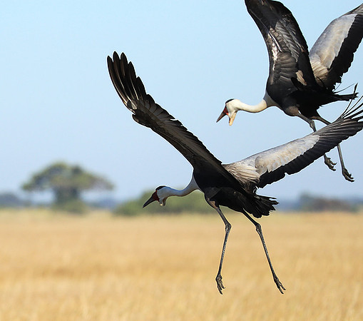 Wattled crane - Kafue NP
