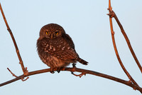 Pearl spotted owlet - Hwange NP