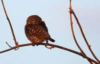 Pearl spotted owlet - Hwange NP