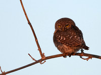 Pearl spotted owlet - Hwange NP