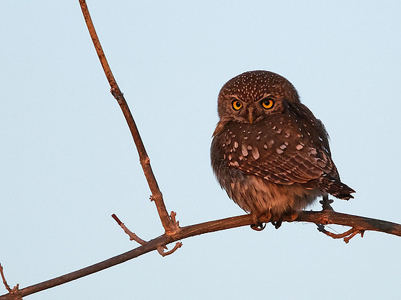 Pearl spotted owlet - Hwange NP