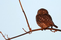Pearl spotted owlet - Hwange NP