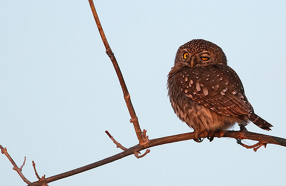 Pearl spotted owlet - Hwange NP