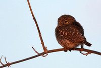 Pearl spotted owlet - Hwange NP