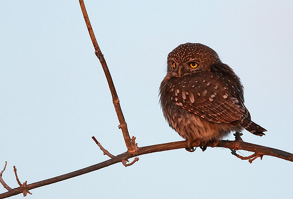 Pearl spotted owlet - Hwange NP