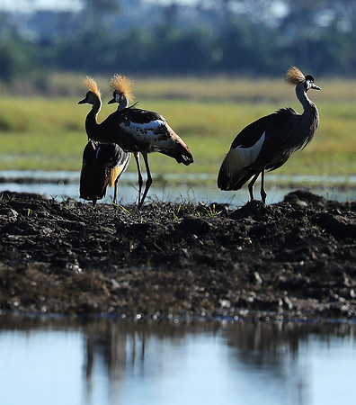 Grey-crowned crane - Kafue NP