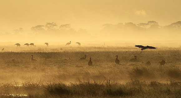 Kafue National Park - morning mist