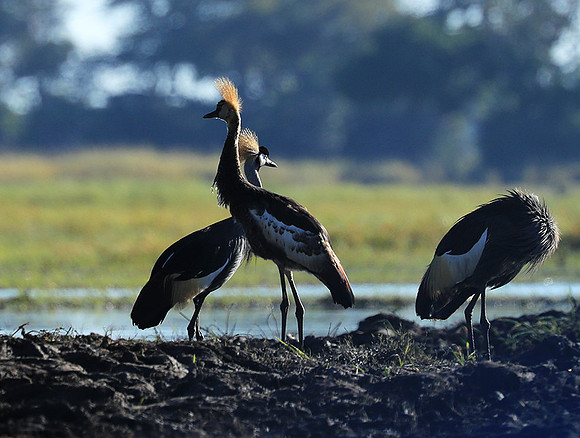 Grey-crowned crane - Kafue NP
