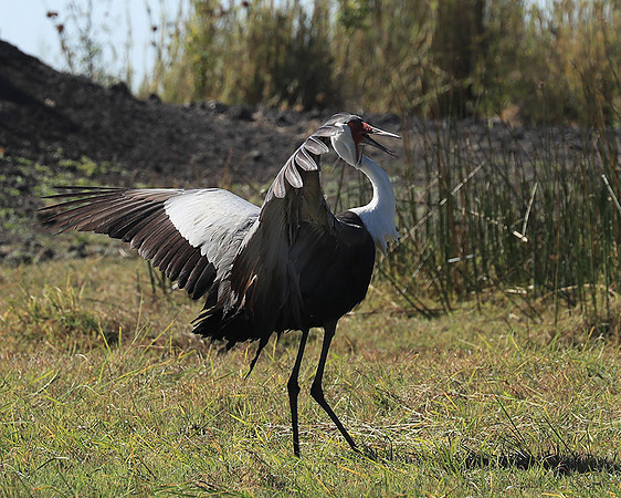 Wattled crane - Kafue NP