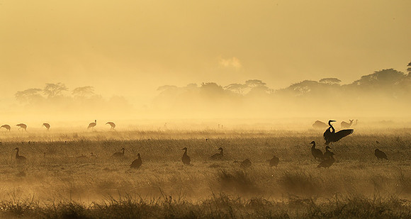 Kafue National Park - morning mist