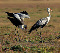Whattled crane - Liuwa Plain NP