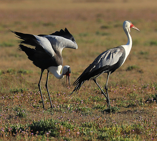 Whattled crane - Liuwa Plain NP