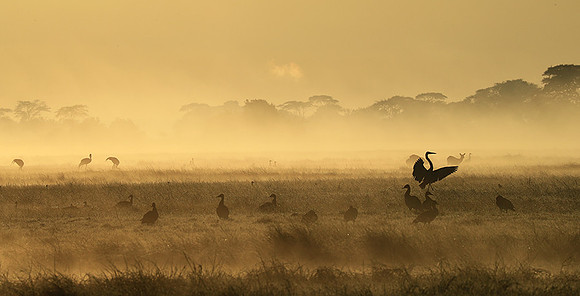 Kafue National Park - morning mist