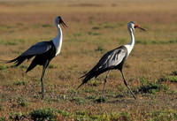 Whattled crane - Liuwa Plain NP