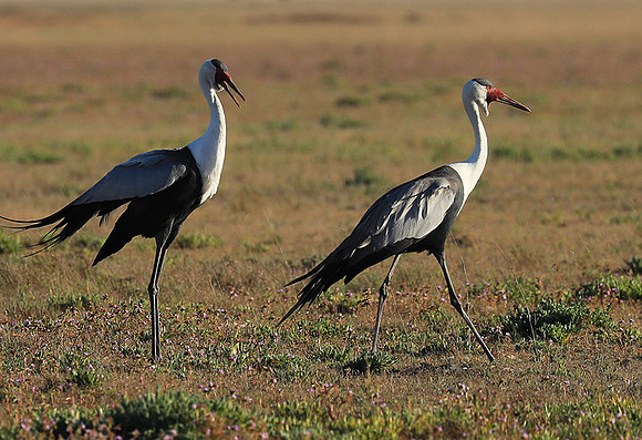 Whattled crane - Liuwa Plain NP