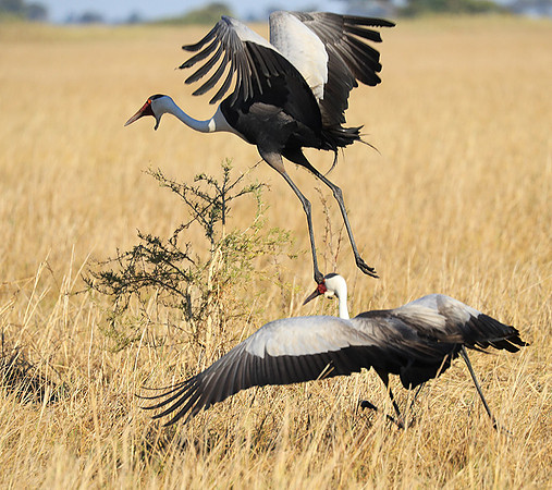 Wattled crane - Kafue NP