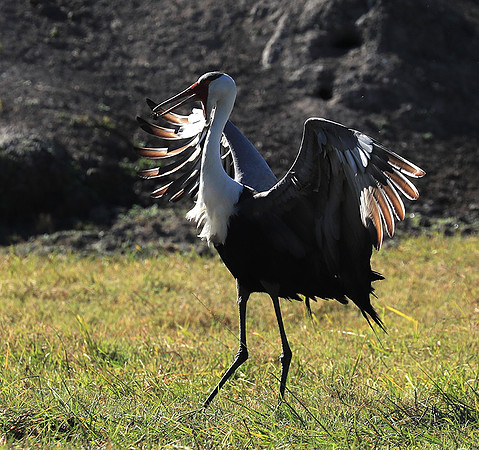 Wattled crane - Kafue NP