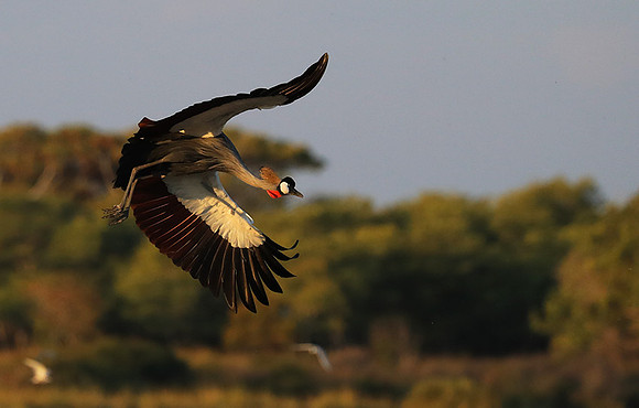 Grey-crowned crane - Liuwa Plain NP
