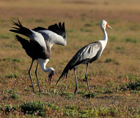 Whattled crane - Liuwa Plain NP