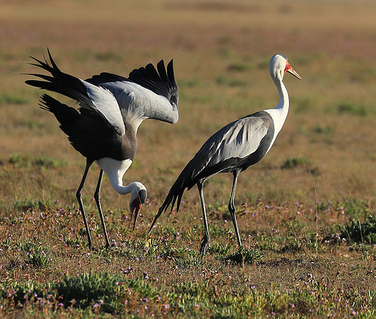 Whattled crane - Liuwa Plain NP