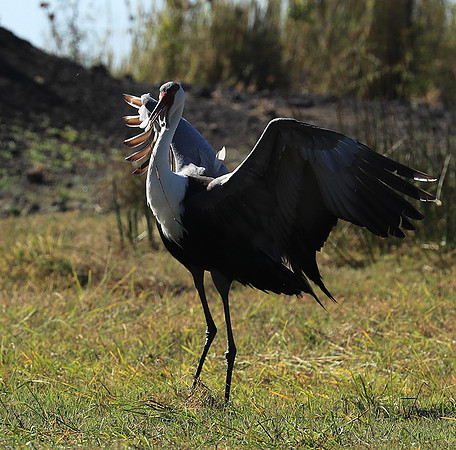 Wattled crane - Kafue NP
