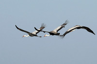 Whattled crane - Liuwa Plain NP