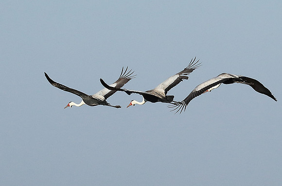 Whattled crane - Liuwa Plain NP