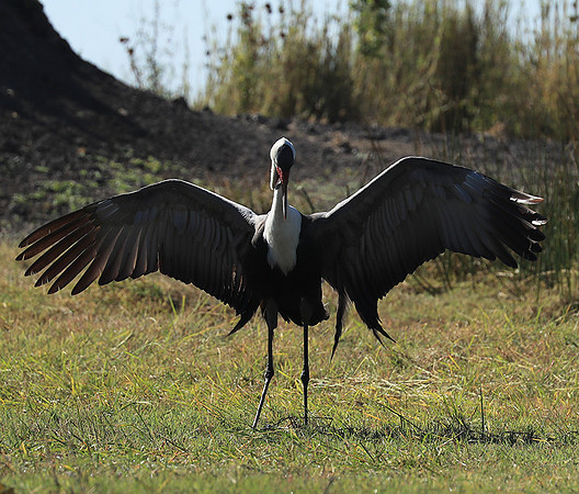 Wattled crane - Kafue NP
