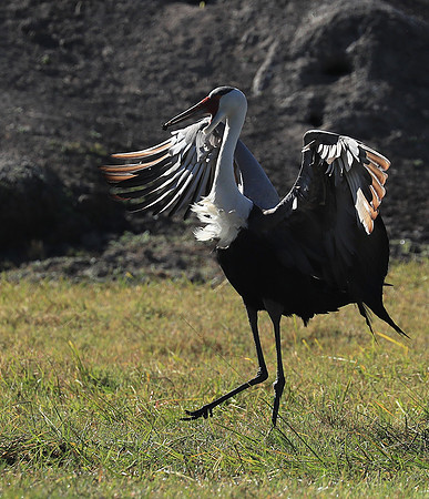 Wattled crane - Kafue NP