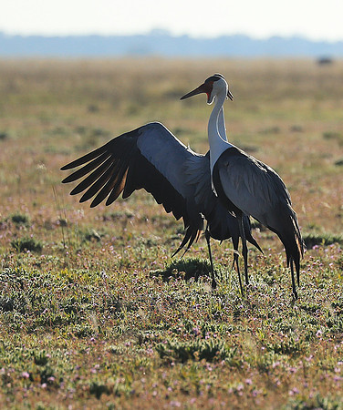 Whattled crane - Liuwa Plain NP