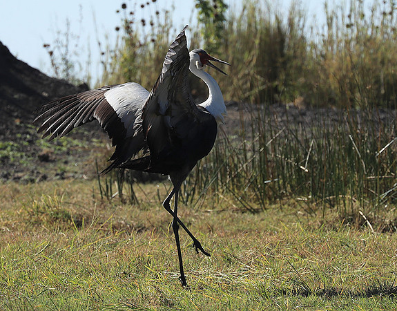 Wattled crane - Kafue NP