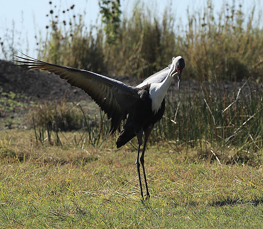 Wattled crane - Kafue NP