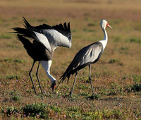 Whattled crane - Liuwa Plain NP