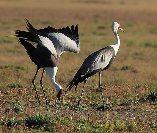 Whattled crane - Liuwa Plain NP
