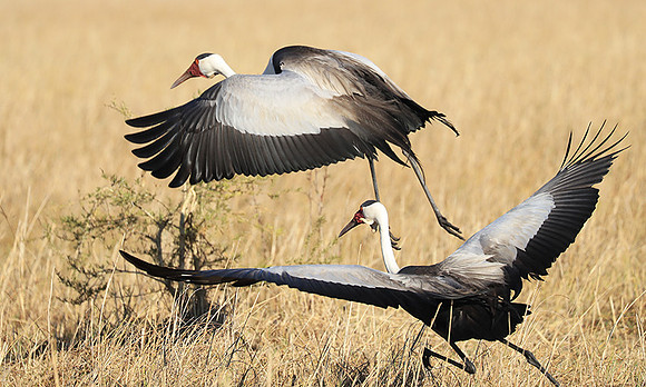 Wattled crane - Kafue NP